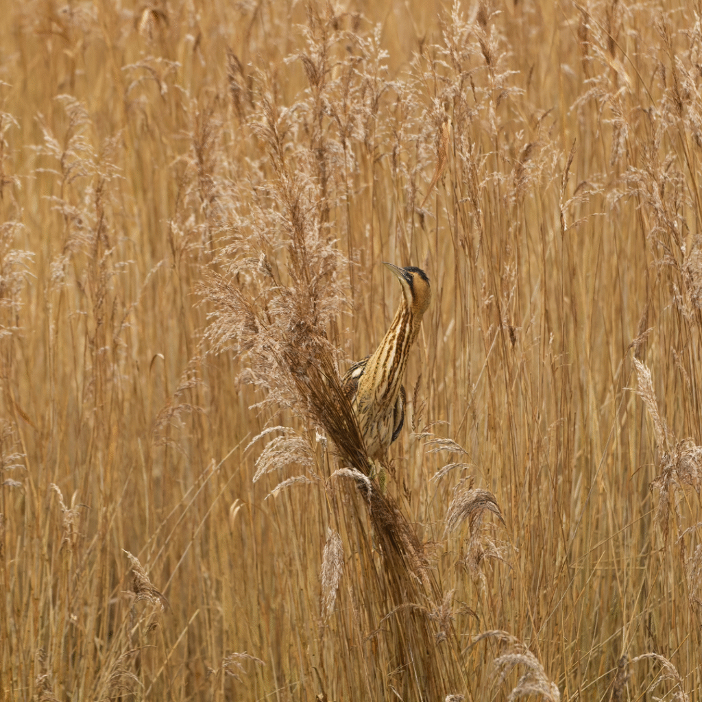Butor étoilé sur un poste de chant
