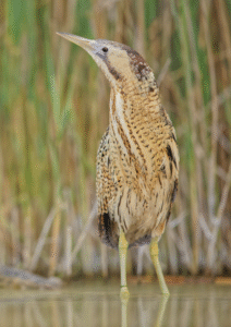 Portrait d’un Butor étoilé
