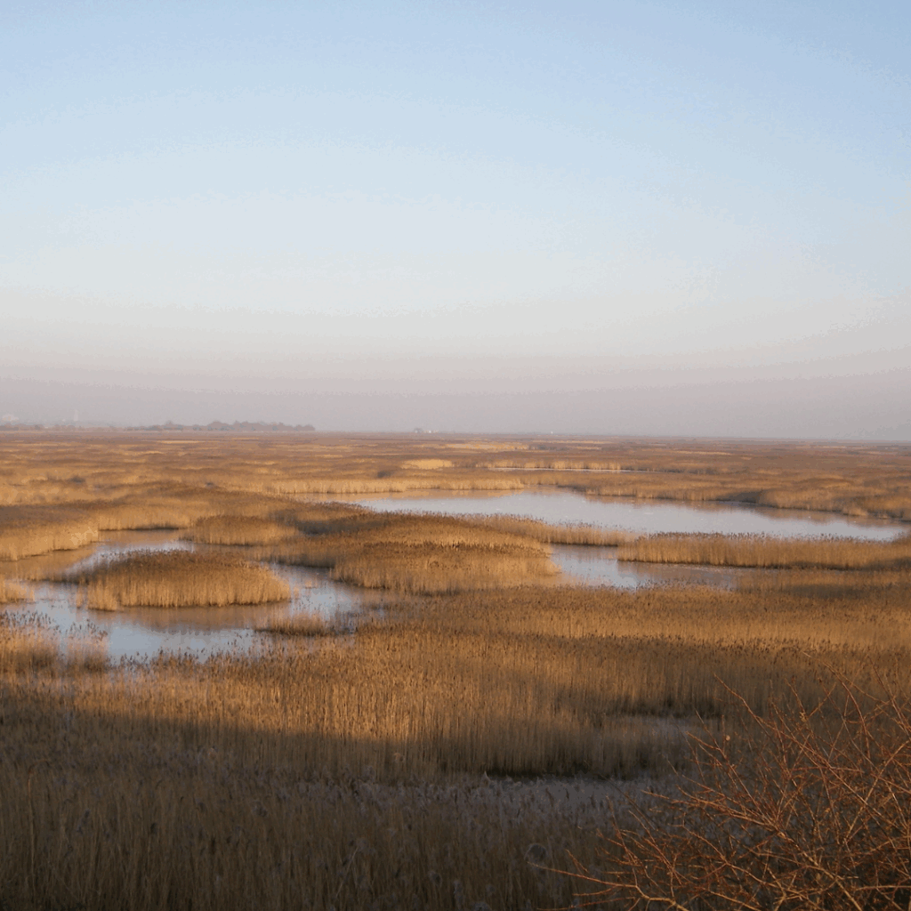 Roselières Estuaire de la Seine